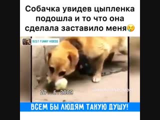 Собака заметила маленького цыпленка и поступила с ним очень неожиданно…