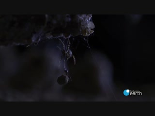 Необычная охота паука на муравьев (впервые на видео)