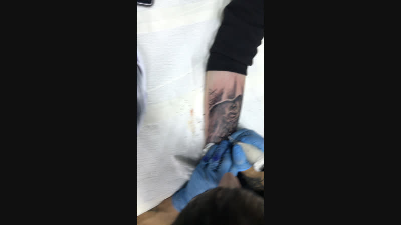 Doberman Tattoo — Live