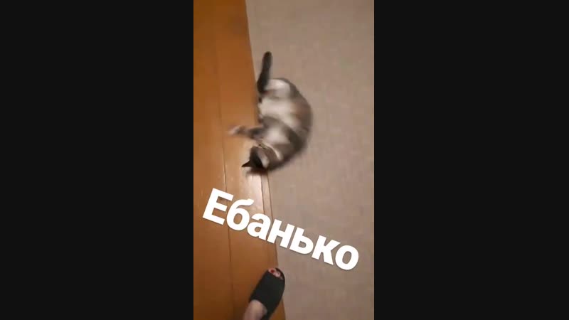 VID_199471108_042343_831.mp4