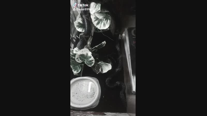 2492a17656898e7bd7bf681425b38a39.mp4
