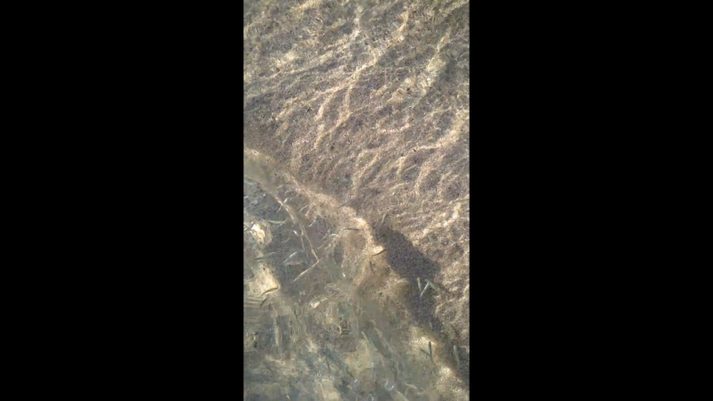VID_20180921_170824.mp4