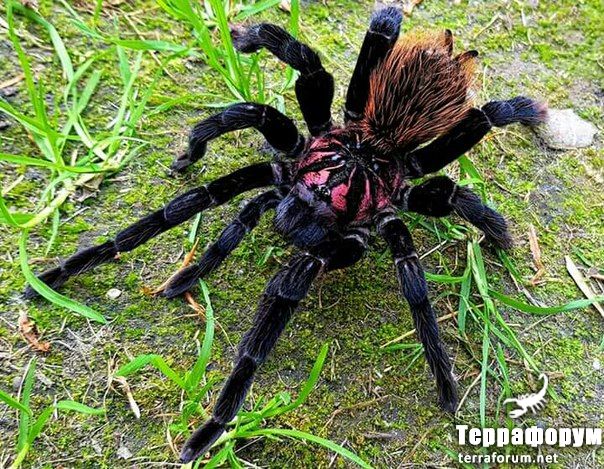 Xenesthis intermedia
