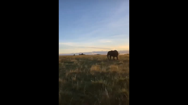 🐘🤗🌅