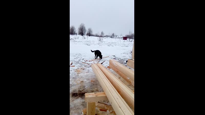 Пёсик на стройке