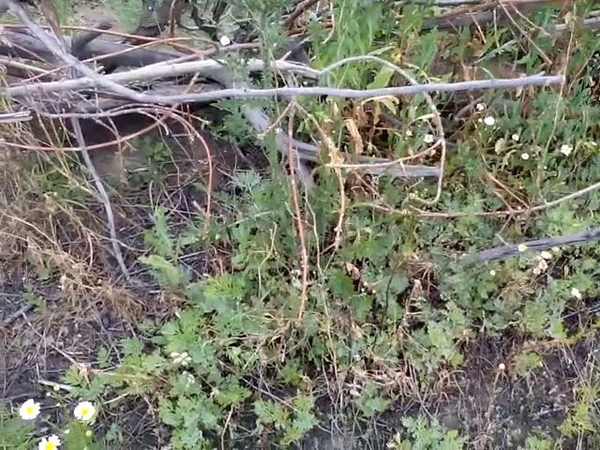 VID 20170710 101042