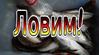Второй день рыбозаготовки ловим на малька!Рыбалка на Ахтубе база Селитрон!
