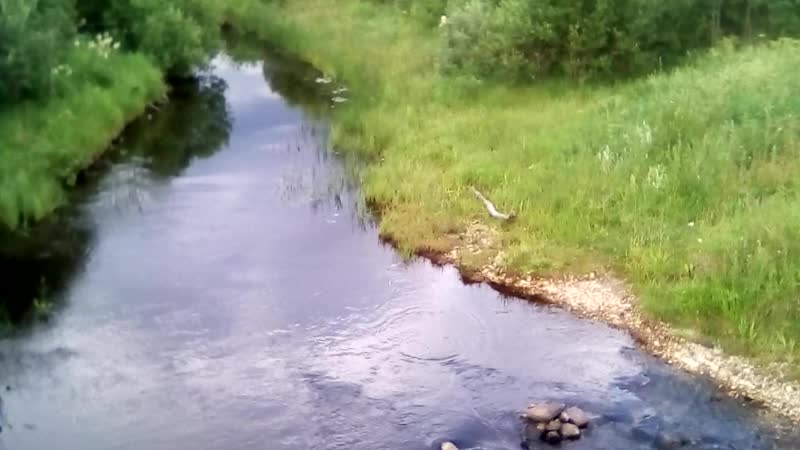 Река Цна в июле