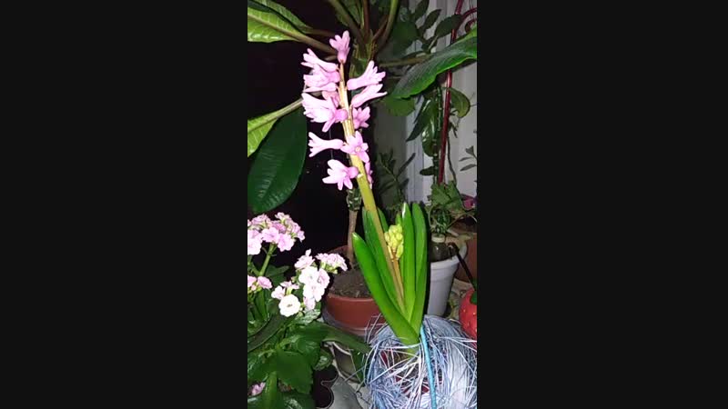 Цветы , для весеннего настроения