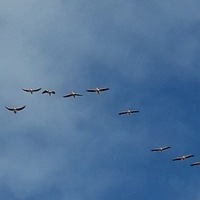 Роман Андреев