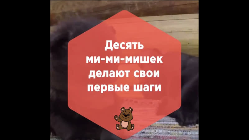 Десять медвежат