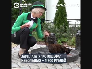Кто такой котошеф