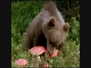 Медведь-грибоед (6 sec)