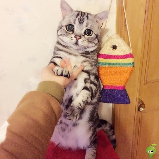Грустный котик Луху Луху невероятно мил несмотря на грустное выражение мордочки. Вероятно, он новый претендент на статус самого печального котика на свете. Убедитесь