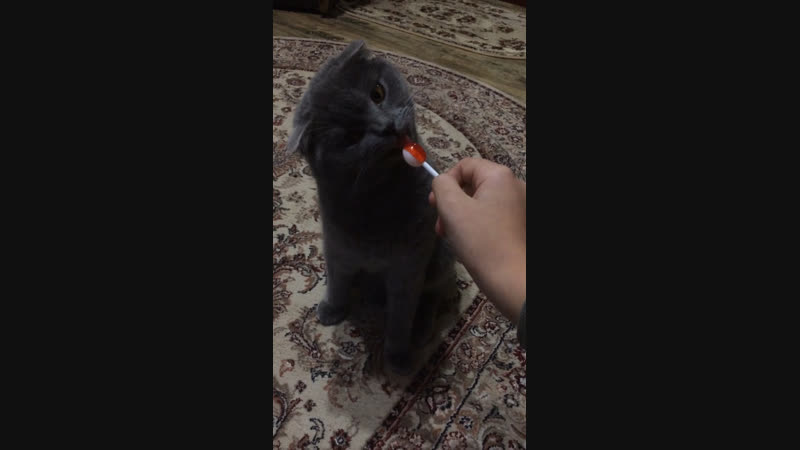Мій улюблений котик