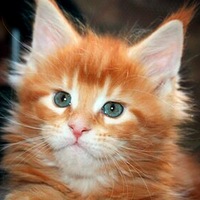 Светлана Долинская | Тула