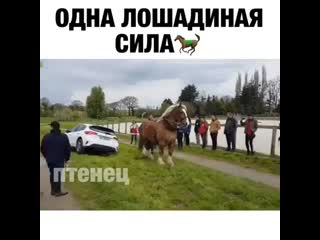 Апельсин Фердинантович