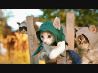 Котята-ассасины.