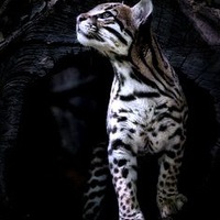 Екатерина Арсеньева | Новокузнецк