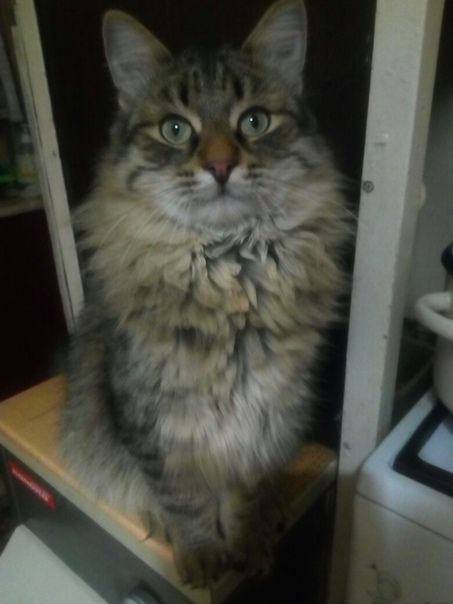 МАКС: 8 мес. Дружелюбный, игривый, здоровый, контактный. Лот