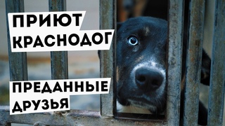 Краснодог. Преданные животные
