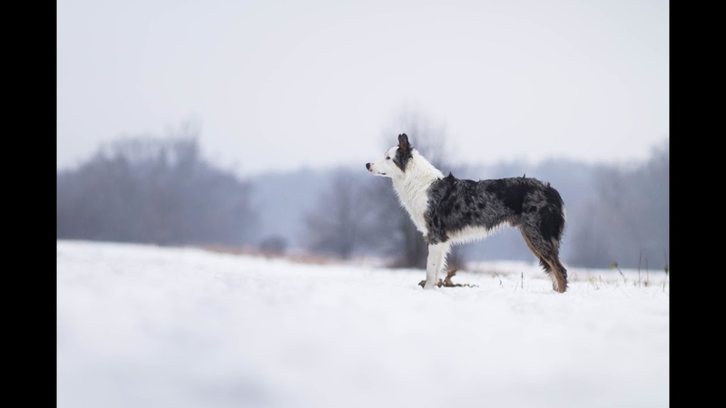 Frey Border Collie | 9 Months