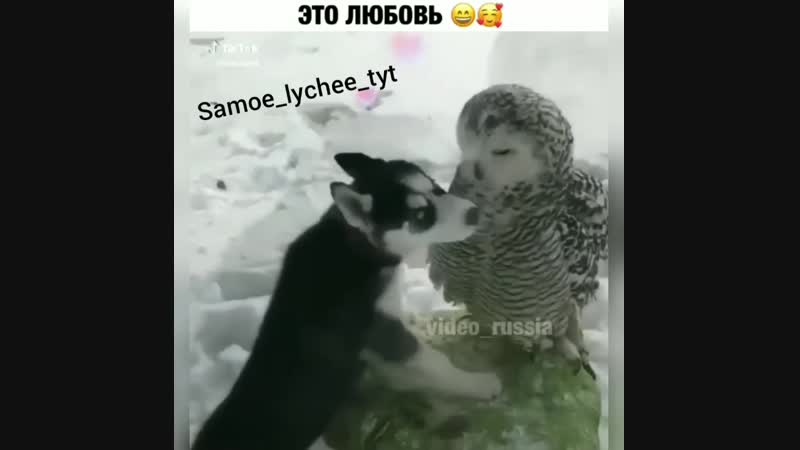 Samoe_lychee_tyt
