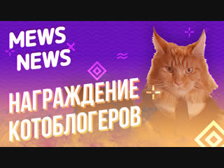 Mews News. Награждаем котоблогеров