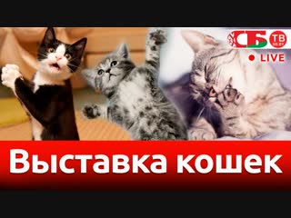 Большая зимняя выставка-шоу кошек | СТРИМ