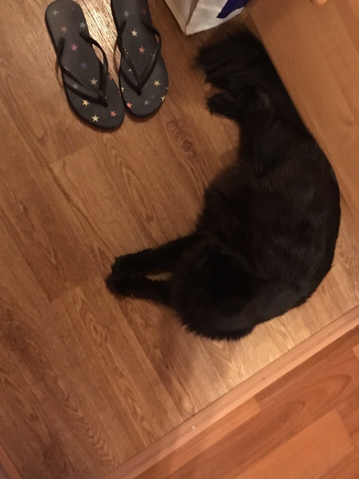 Кошки в нашей жизни. Кошки и все, что с ними связано.