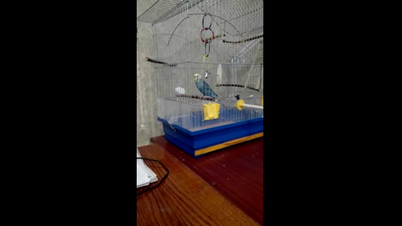 VID_20170825_163114.mp4