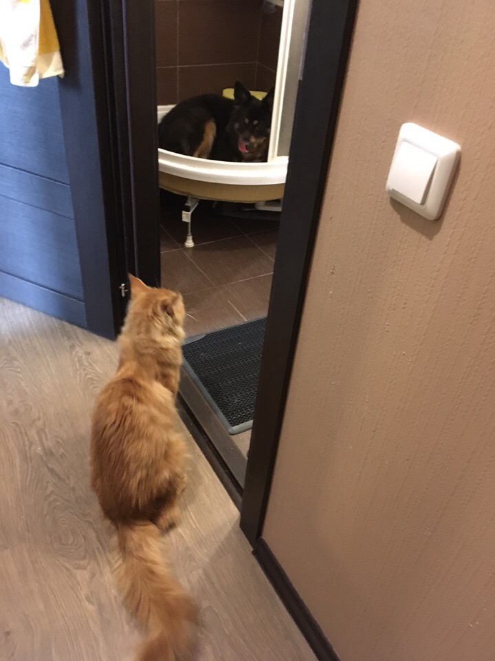 Кошки в нашей жизни. Кошки и все, что с ними связано.