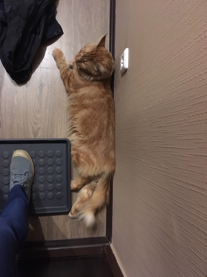 Кошки в нашей жизни. Кошки и все, что с ними связано.