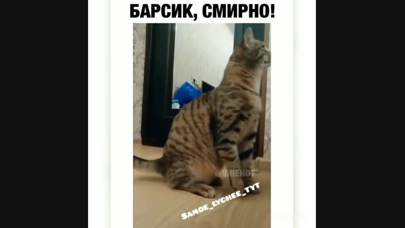Samoe_lychee_tyt