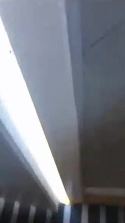 А у нас нет мышей, а мы заведем.