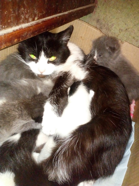 Уличная кошка-мама к своим четырем малышам приняла ещё двоих