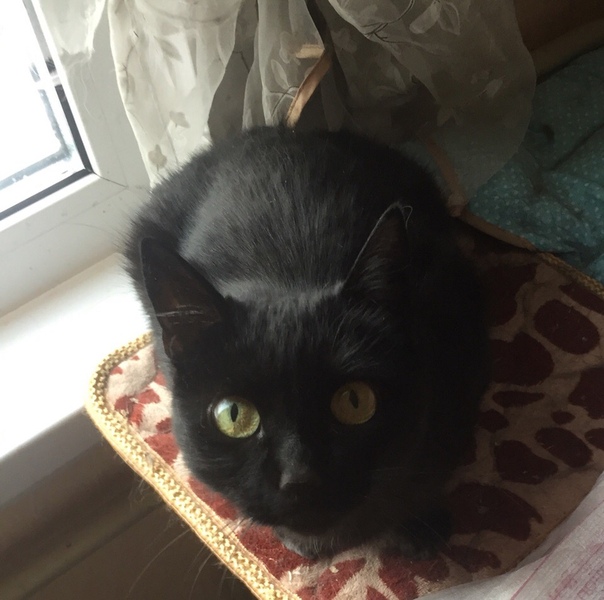 Багира. 
Чёрная гладкошерстная кошечка с серыми коготками. 