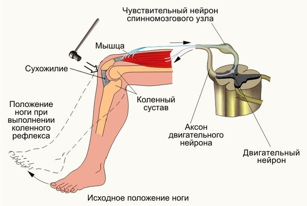 Виды рефлексов и методы их определения 