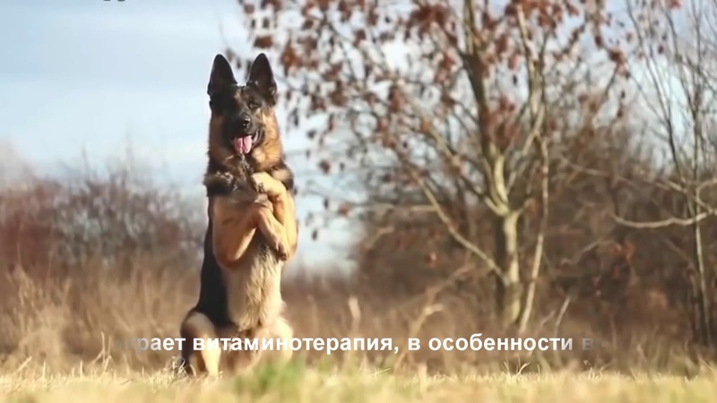 Аденовирусная инфекция у собак
