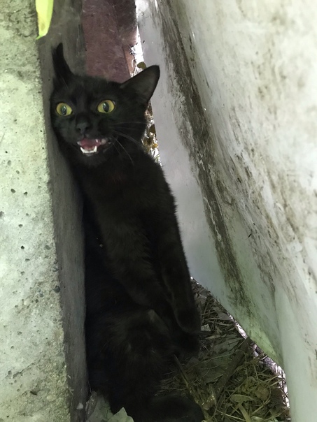 Здравствуйте, Люди Добрые! Приютили кошечку во дворе.Просила