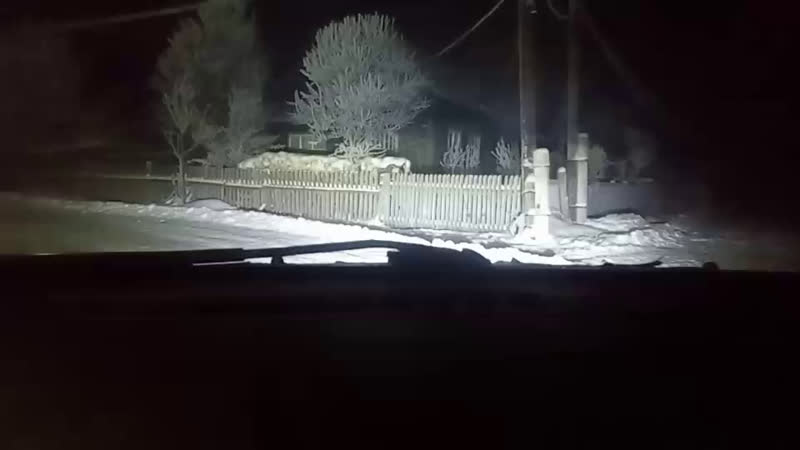 пижма
