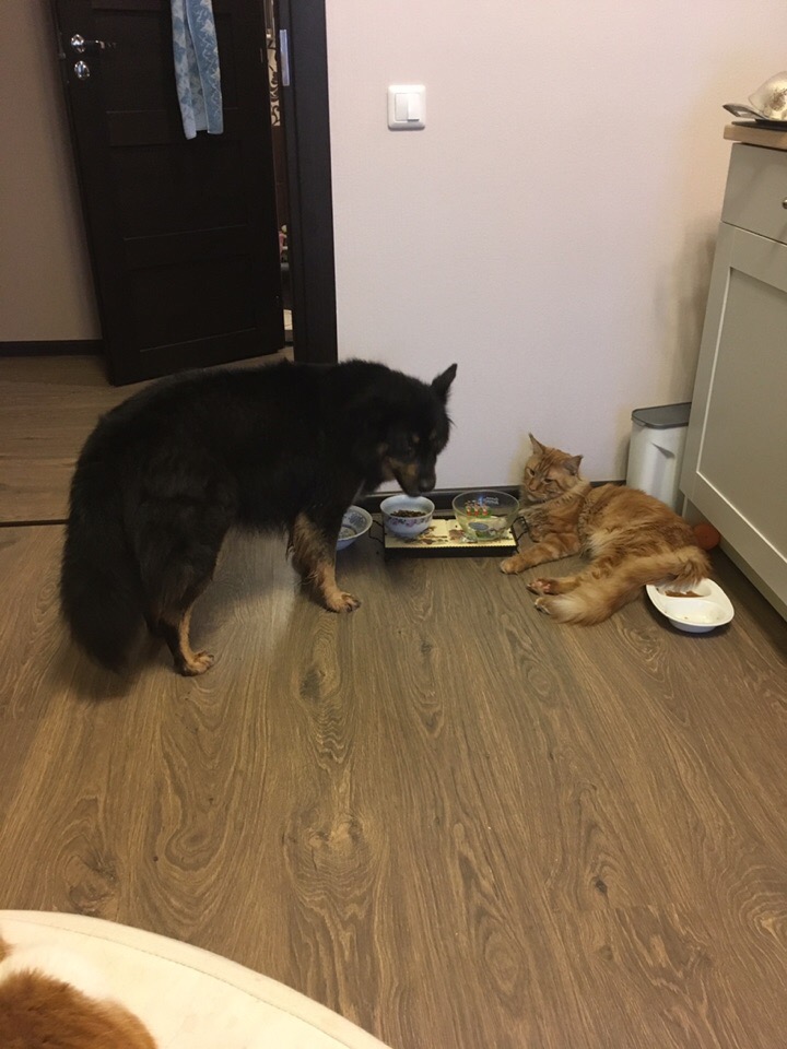 Кошки в нашей жизни. Кошки и все, что с ними связано.