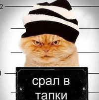 Котов Никита