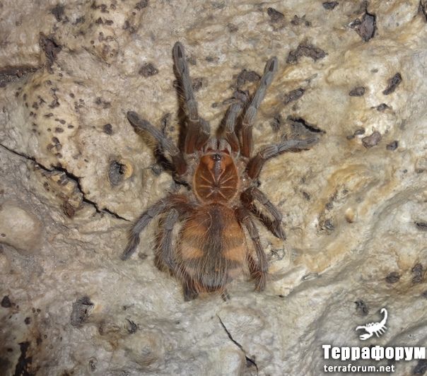 Pamphobeteus sp Machala