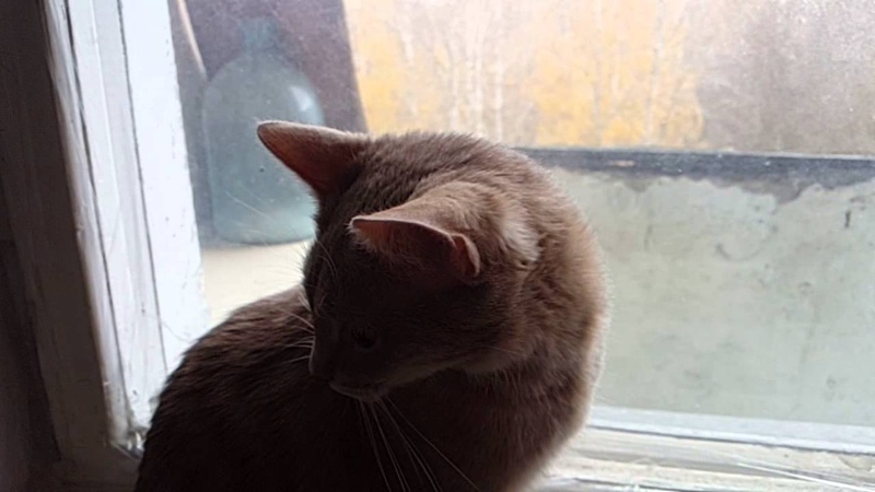 Кот пердеж слоумо