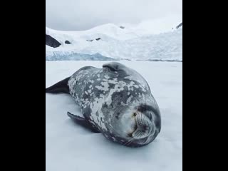 Котики и собаки это хорошо, но..