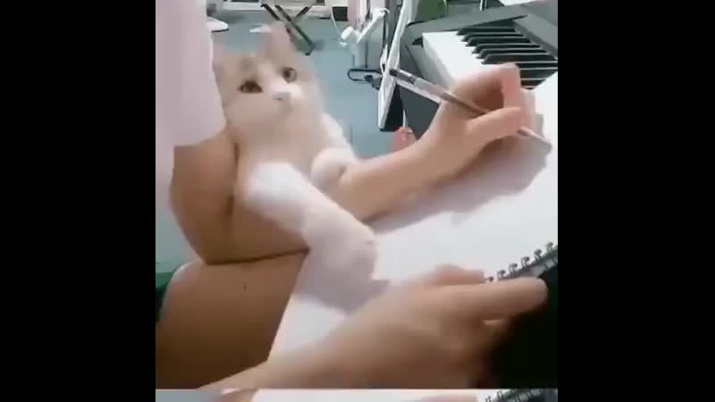 влюбленная киса