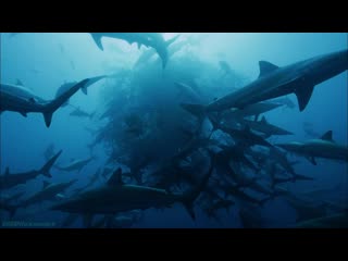 BBC «Вся правда об акулах» (1 серия) (Познавательный, природа, животные, 2015)
