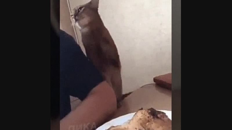 Doc66532187_484452098.mp4