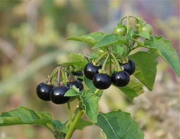 САРАХА ОВОЩНАЯ Сараха овощная или сараха съедобная (Saracha edulis) - однолетнее урожайное растение семейства пасленовых родом из Южной Америки. У полулежащих раскидистых кустов ветви длиной